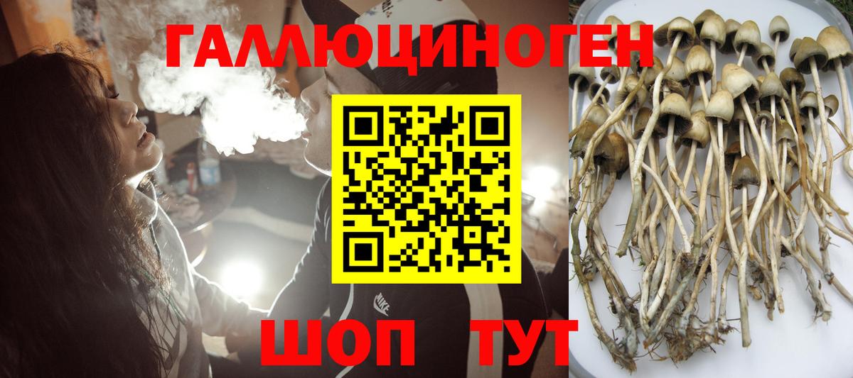 Тайшет  Псилоцибиновые грибы мицелий  Вход с VPN  Галлюциногенные грибы Psilocybe 
